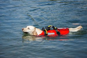 rescue dogs working with the italian coast guard