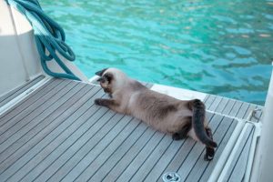 cute siamese cat female playing on deck of sailing boat, relaz lazy afternoon