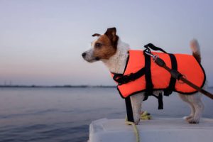 dog in a life jacket in a boat. jack russell terrier sea voyage. pet in travel