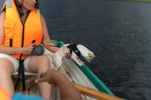 istockphoto 2231799653 612x612