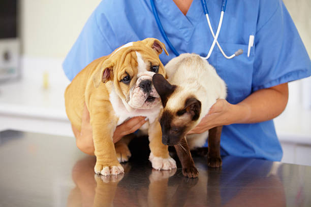 cropped shot of young female vet holding a bulldog puppy and a siamese kitten